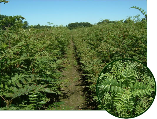 Sorbus aucuparia 1-0