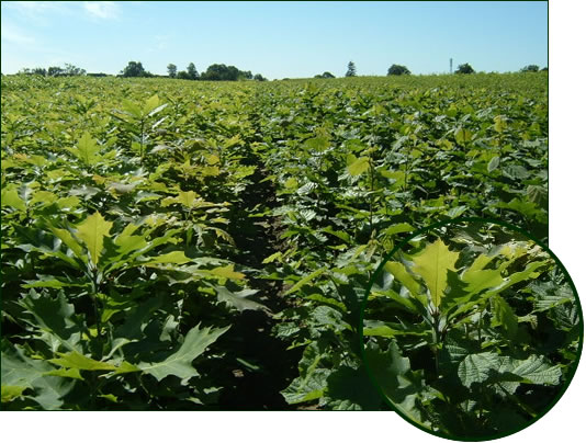 Quercus rubra 1-0, Corylus avellana 1-0