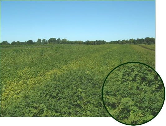 Panorama Laubholz 1-2