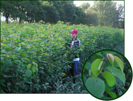 Prunus avium , Sorbus aria 1-1