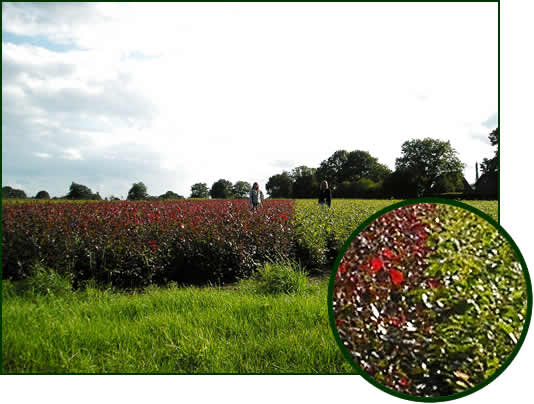 2Fagus sylvatica purpurea Fagus sylvatica 2-0