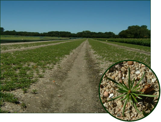 Abies nordmanniana 1-0