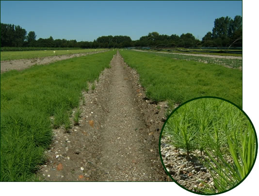 Pinus sylvestris 1-0