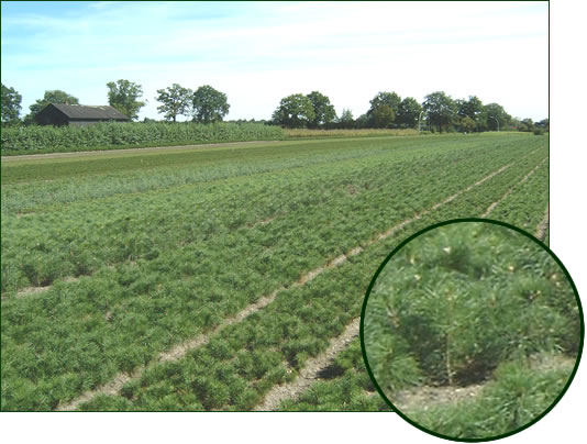 Pinus, Picea Arten 2-1