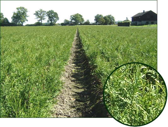 Thuja occidentalis 2-1