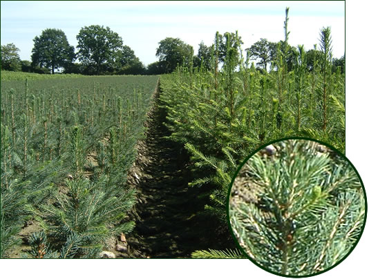 Picea pungens glauca 2-1, Picea abies 2-1