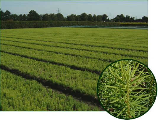 Pseudotzuga menziesii viridis 1-0