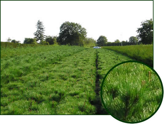 Pinus mugo, mugo mughus , mugo pumillio 2-2