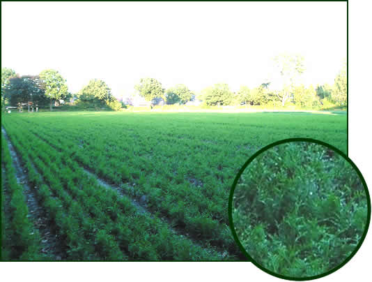 Thuja occidentalis 2-1