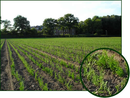 Thuja occidentalis 2-1